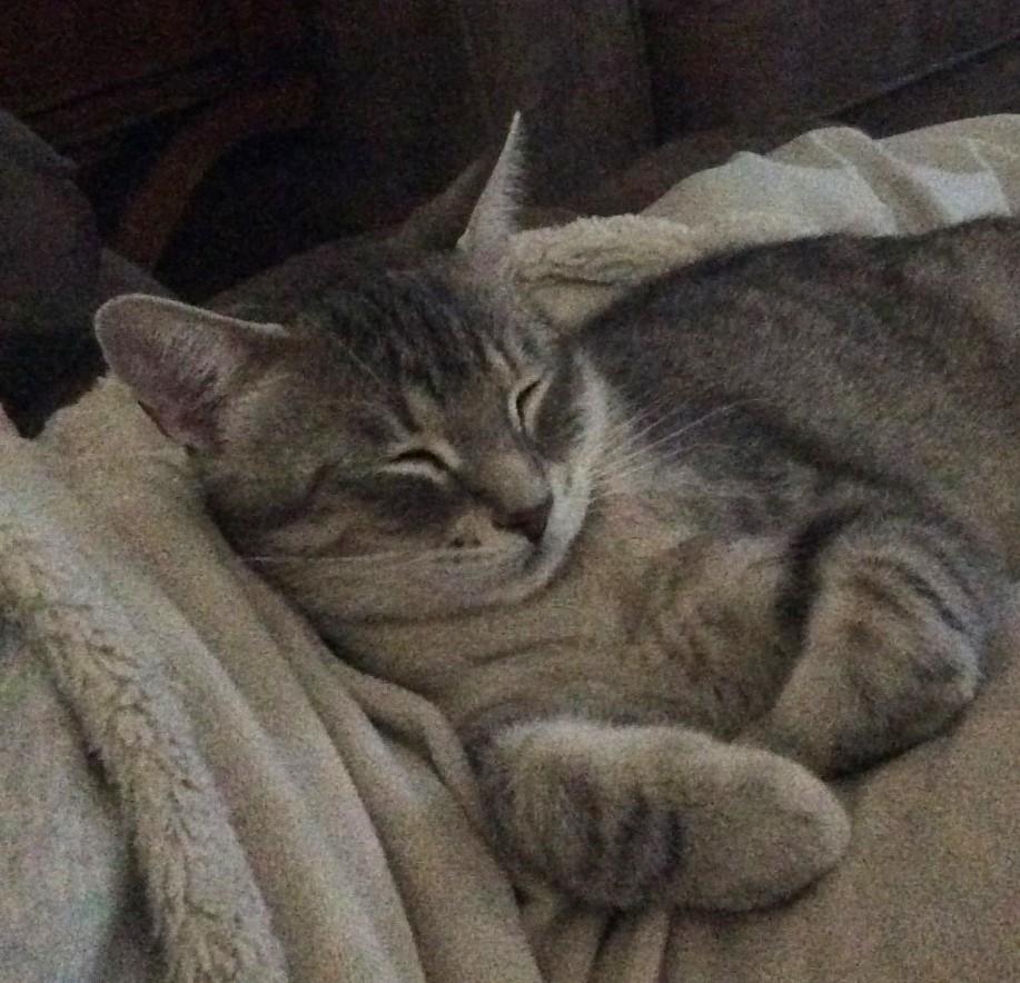 Enlarge Jasper, a Adopted Tabby in Stoney Creek, ON image 3/6