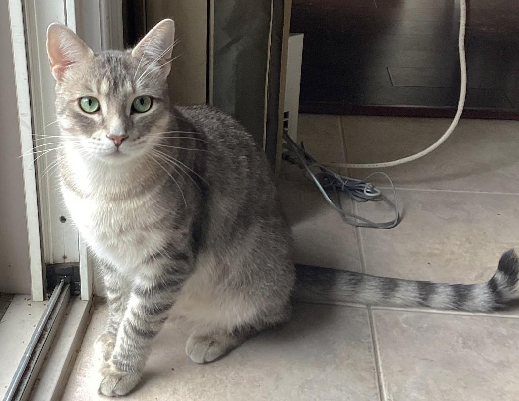 Enlarge Jasper, a Adopted Tabby in Stoney Creek, ON image 1/6