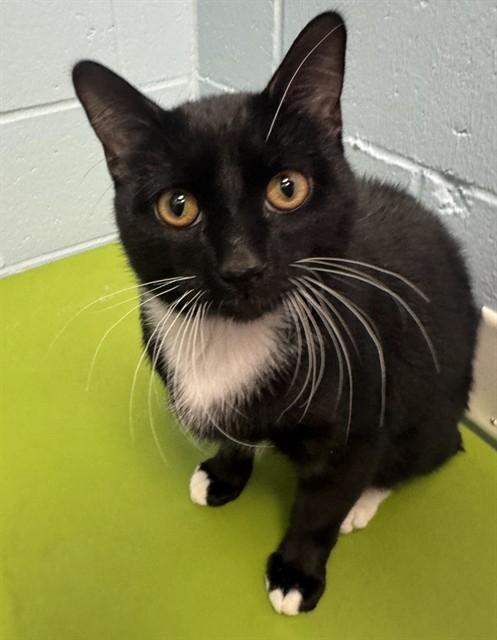 SHEEN, Adoptable, Young Male Domestic Short Hair.