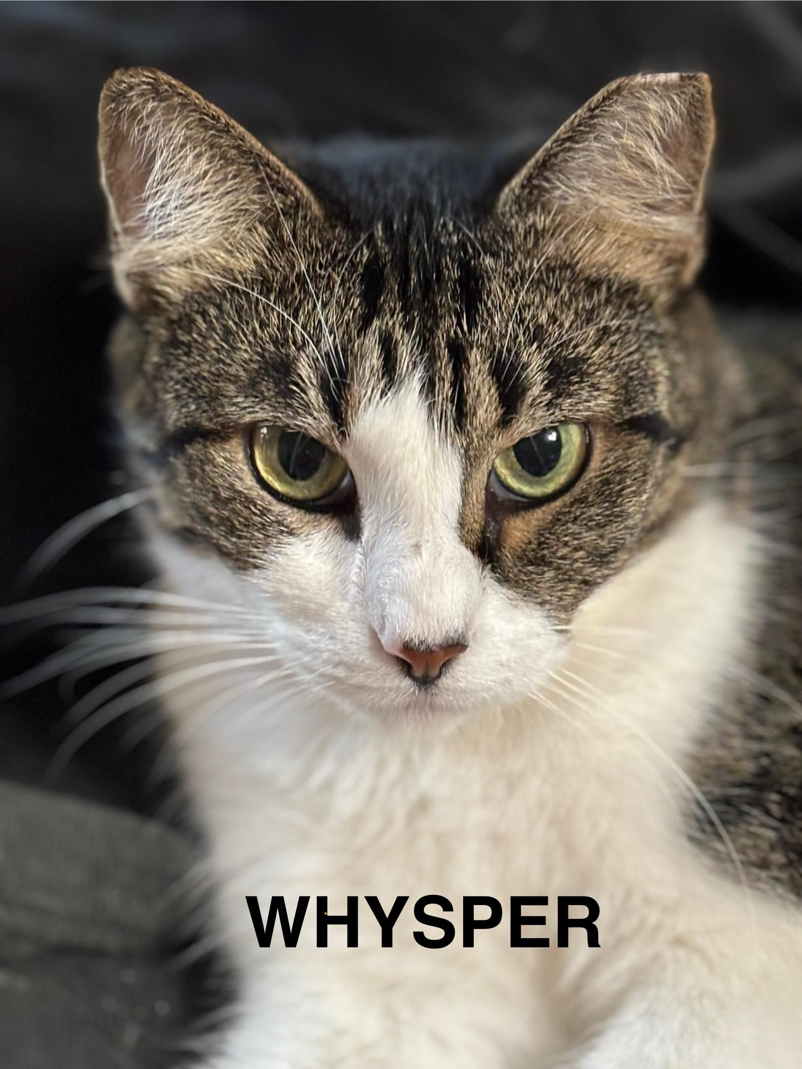 Enlarge Whysper, a Adoptable Tabby in Fern Park, FL image 2/3