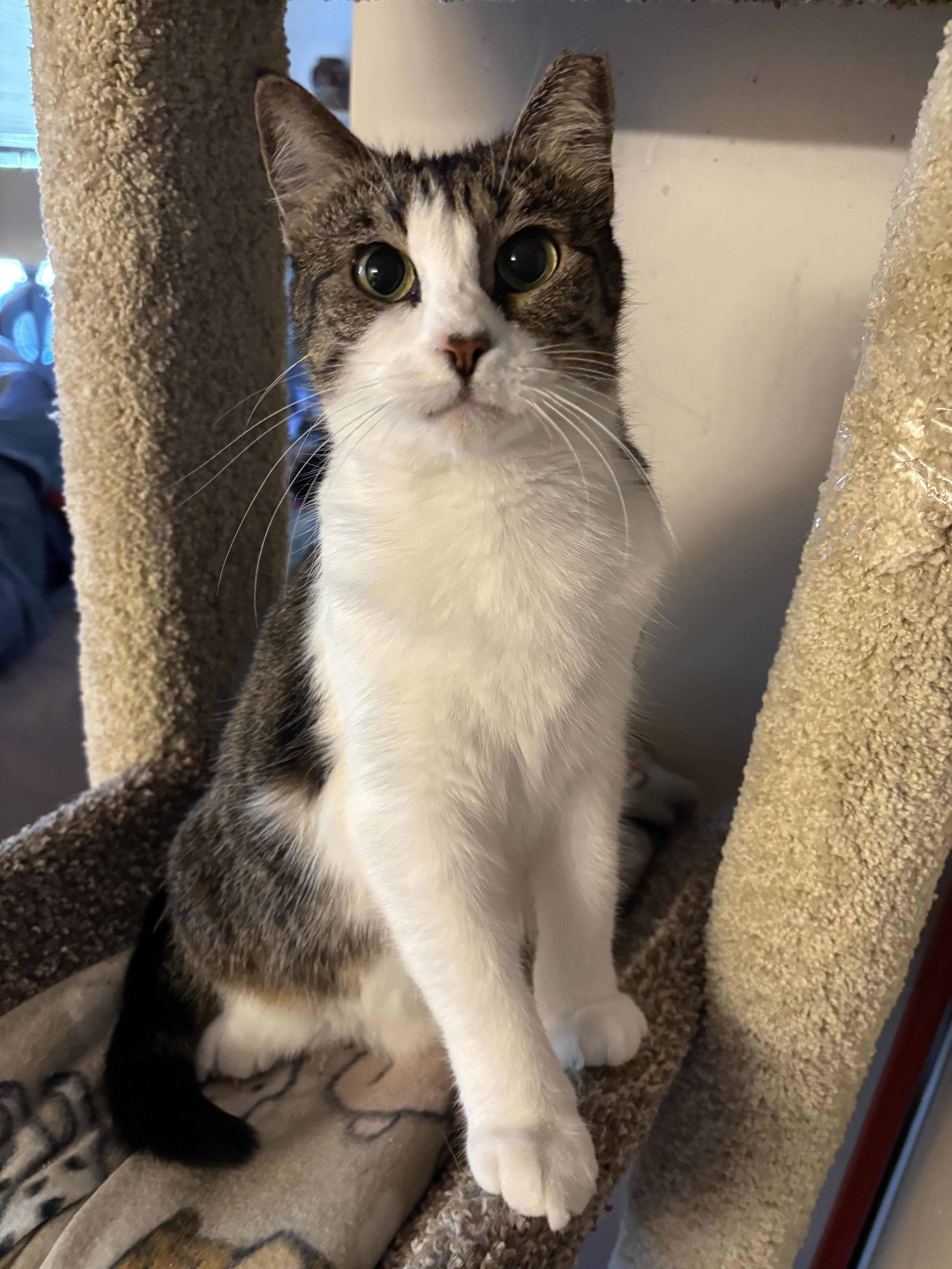 Whysper, Adoptable, Young Female Tabby.