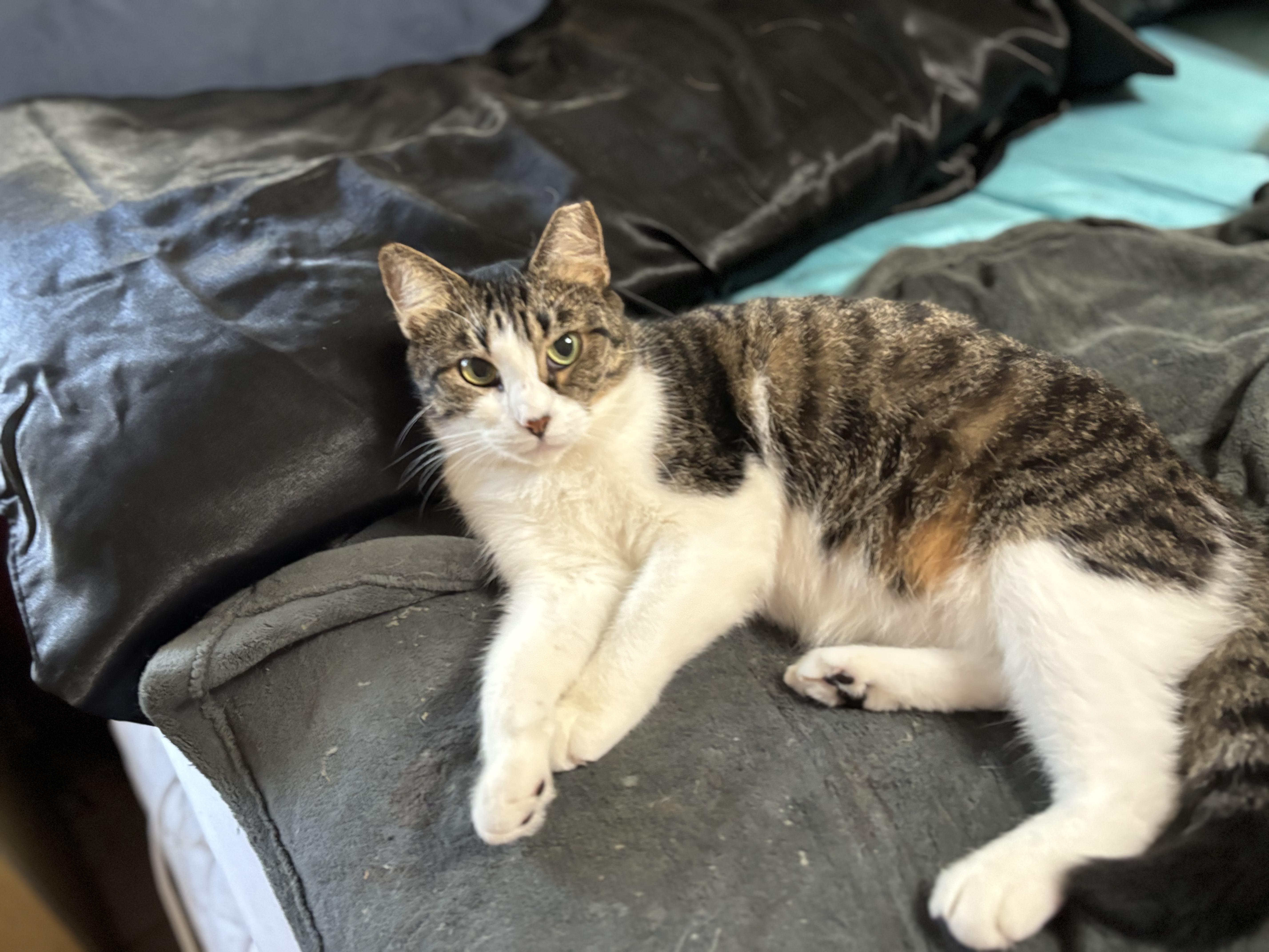 Enlarge Whysper, a Adoptable Tabby in Fern Park, FL image 3/3