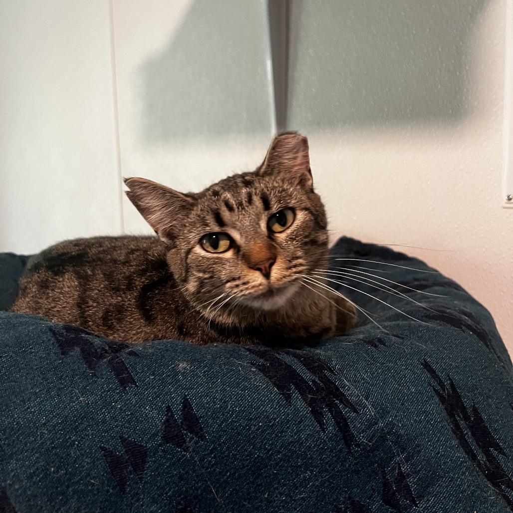 Polar, Adoptable, Adult Female Domestic Short Hair.