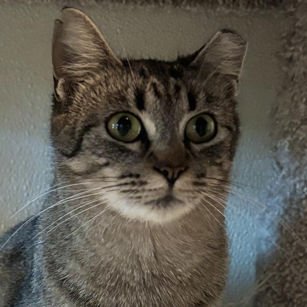 Polar, a Adoptable Domestic Short Hair in Brighton, MO image 2/5