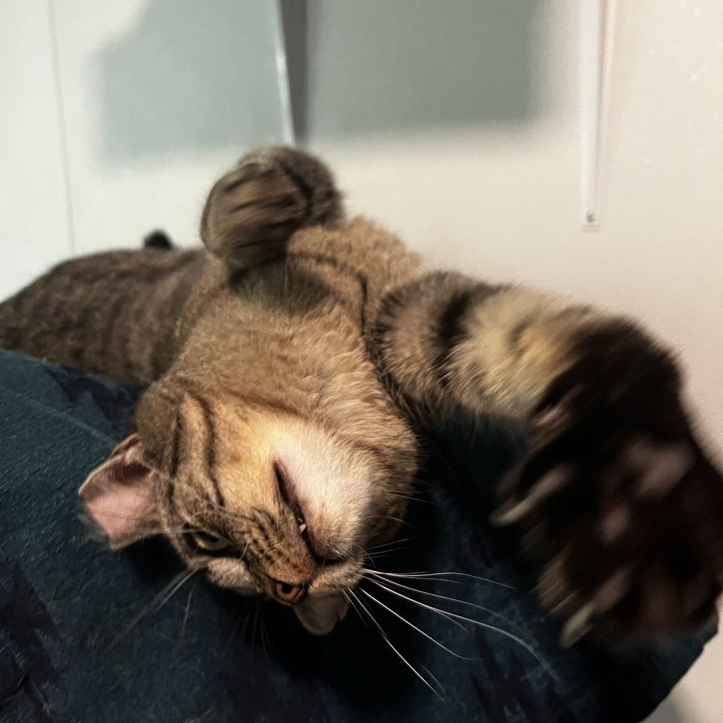 Polar, a Adoptable Domestic Short Hair in Brighton, MO image 3/5