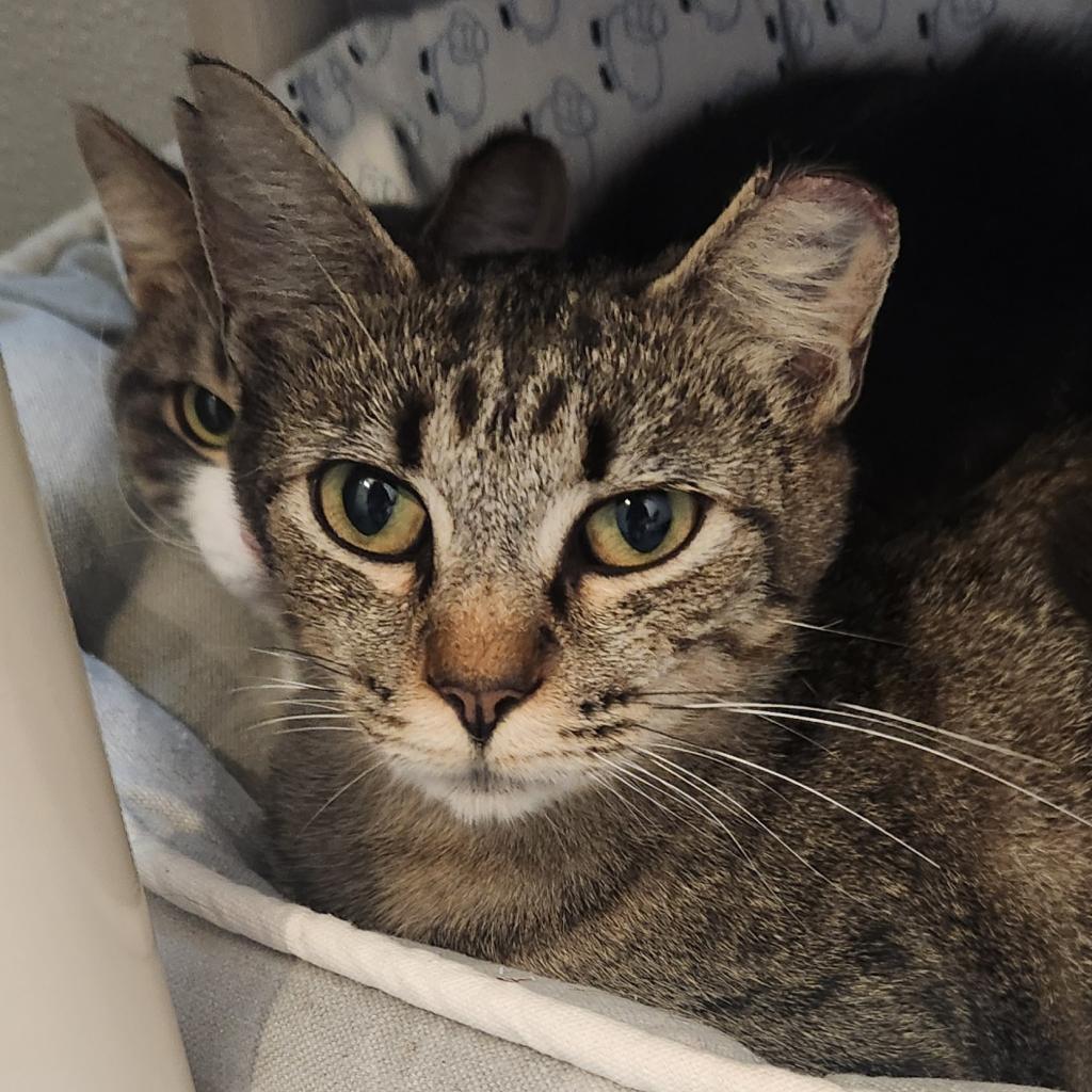 Polar, a Adoptable Domestic Short Hair in Brighton, MO image 4/5