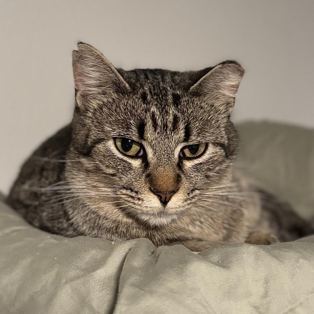 Polar, a Adoptable Domestic Short Hair in Brighton, MO image 5/5