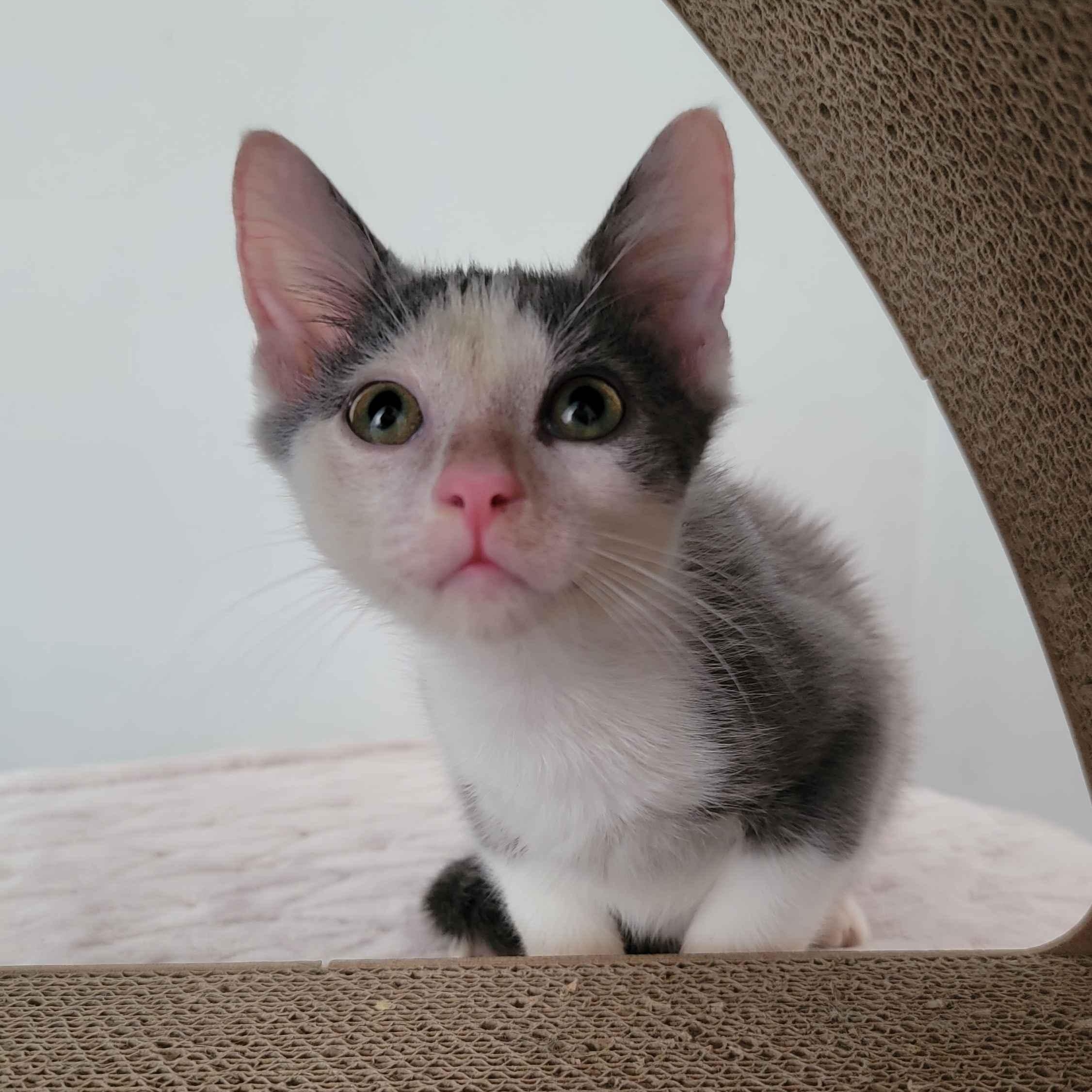 Suede, a ADOPTABLE American Shorthair in North Bergen, NJ image 3/6