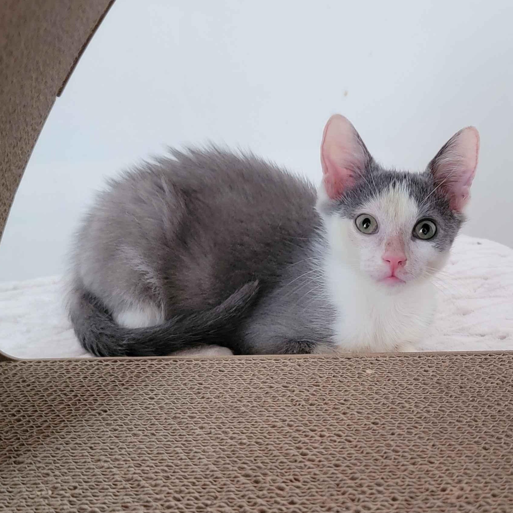 Suede, a ADOPTABLE American Shorthair in North Bergen, NJ image 2/6
