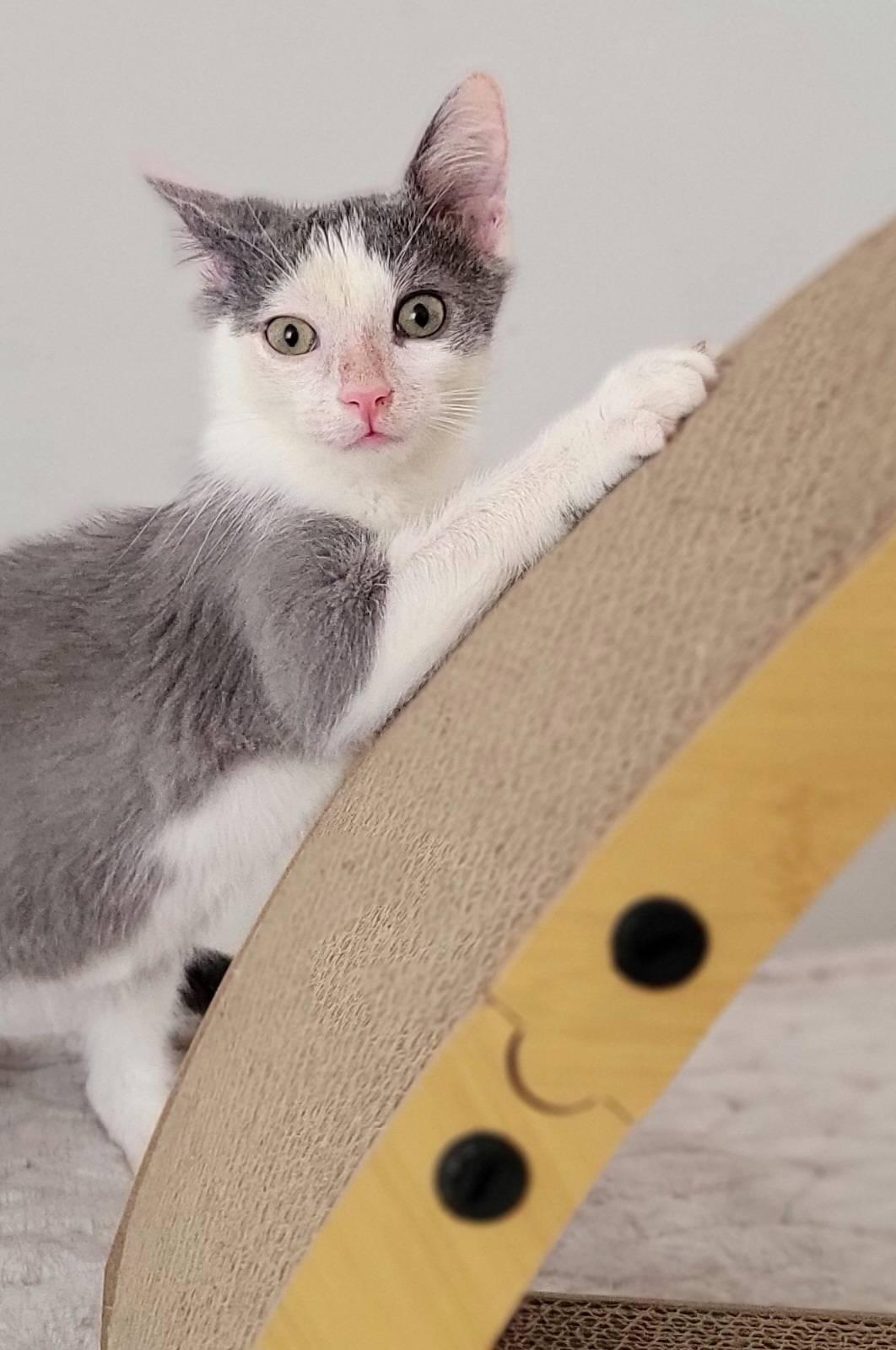 Suede, a ADOPTABLE American Shorthair in North Bergen, NJ image 4/6