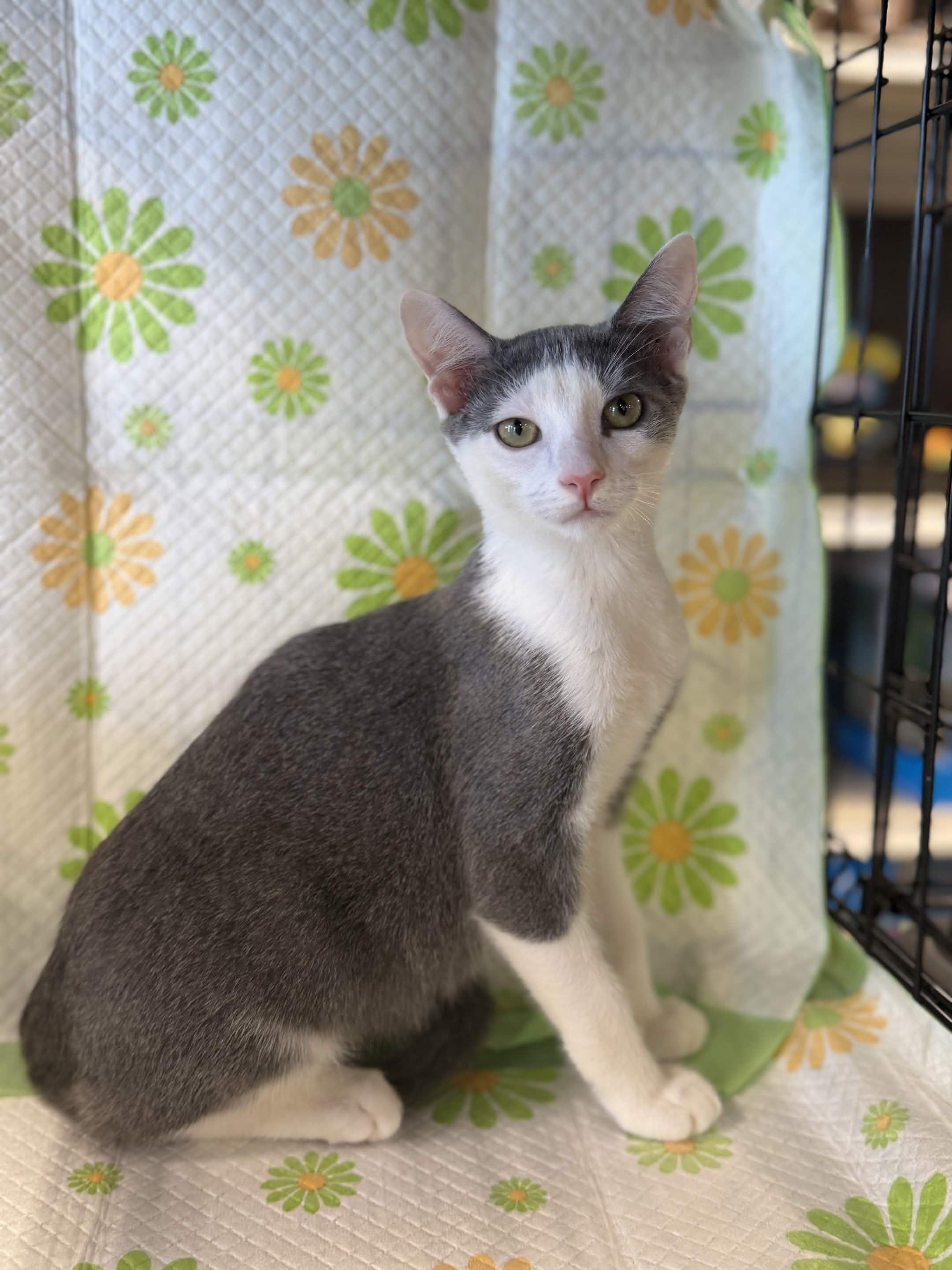 Suede, a ADOPTABLE American Shorthair in North Bergen, NJ image 1/6