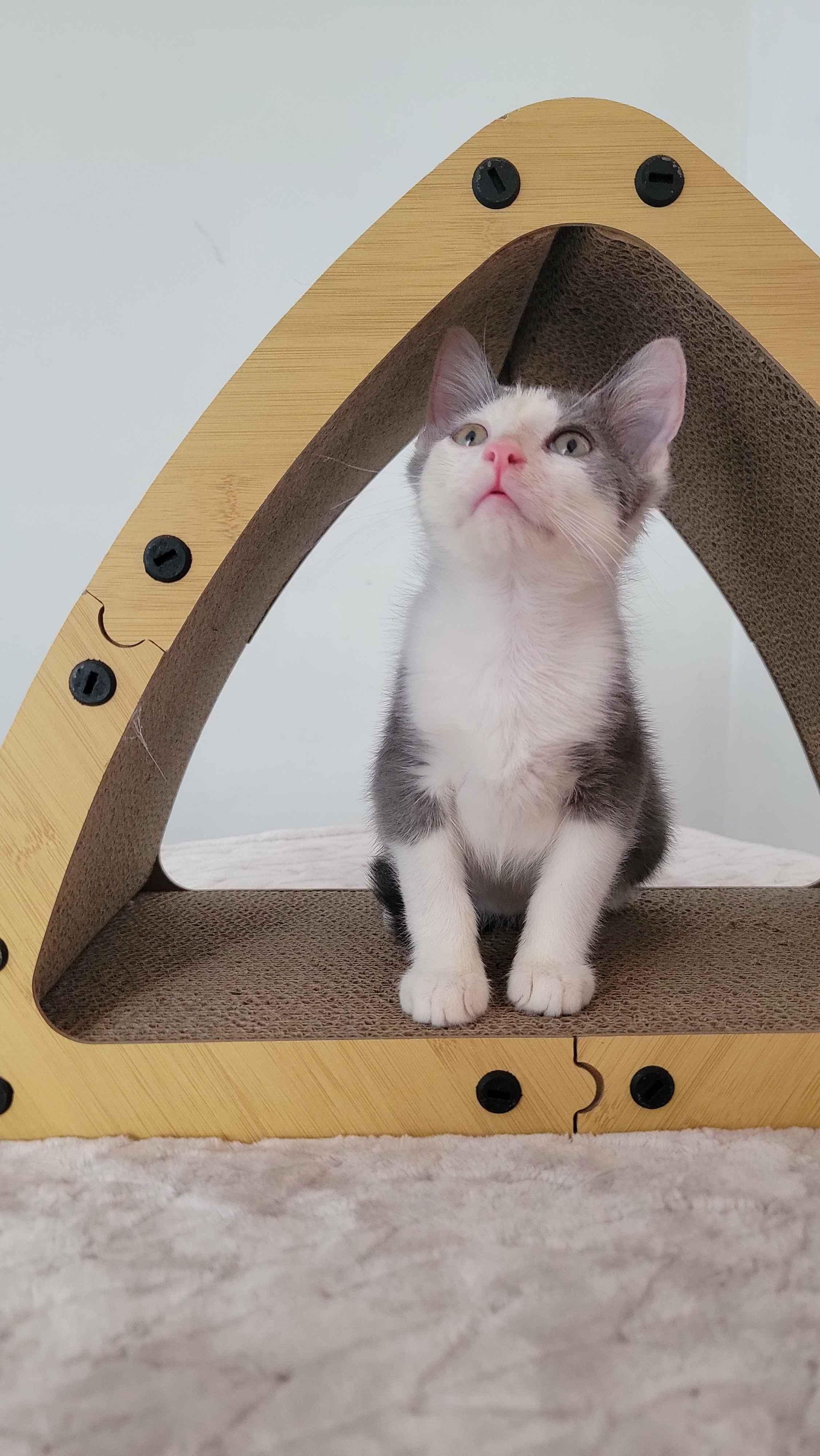 Suede, a ADOPTABLE American Shorthair in North Bergen, NJ image 5/6