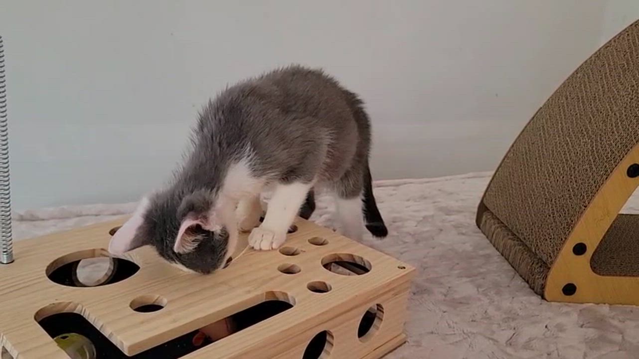 Enlarge Suede, a ADOPTABLE American Shorthair in North Bergen, NJ video 6/6