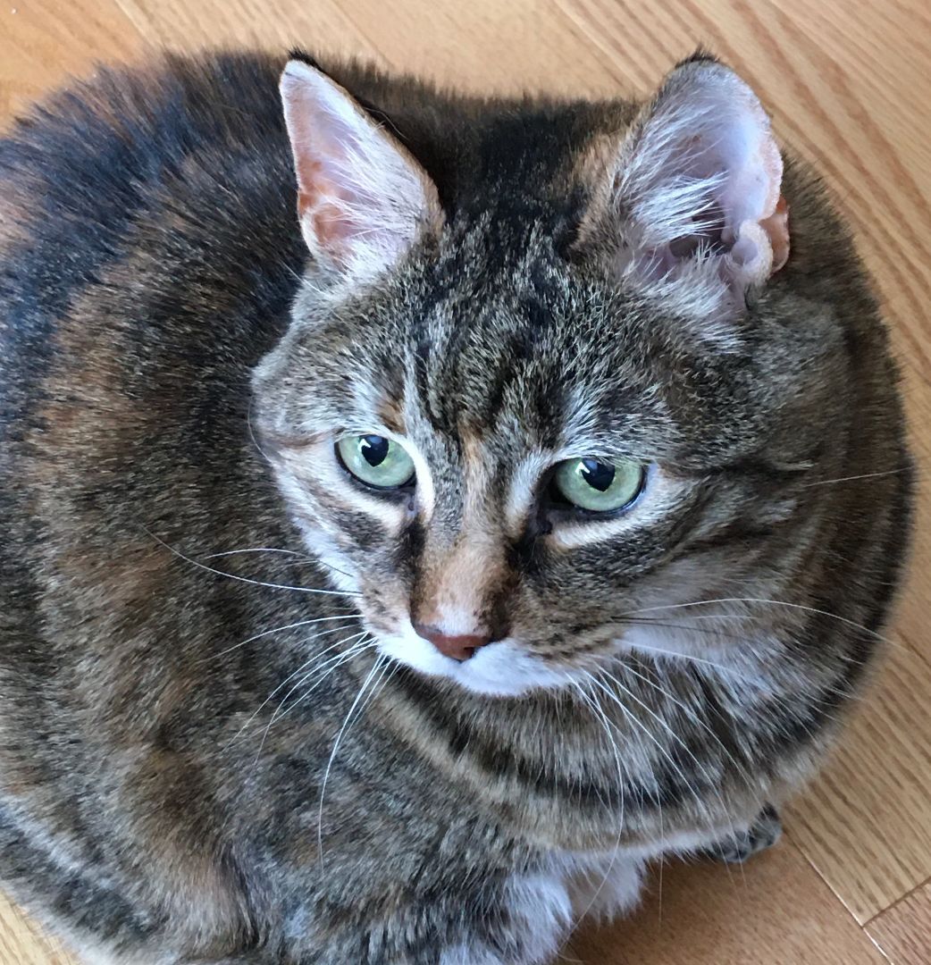 Christy, Adoptable, Senior Female Domestic Short Hair.