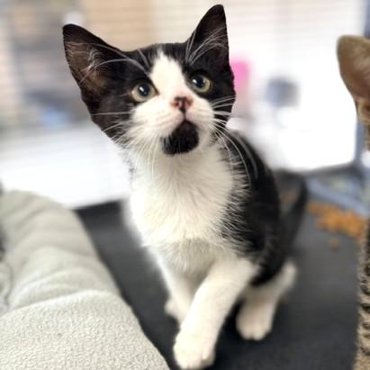 Poncho, a ADOPTABLE Domestic Short Hair in Long Beach, WA image 4/6