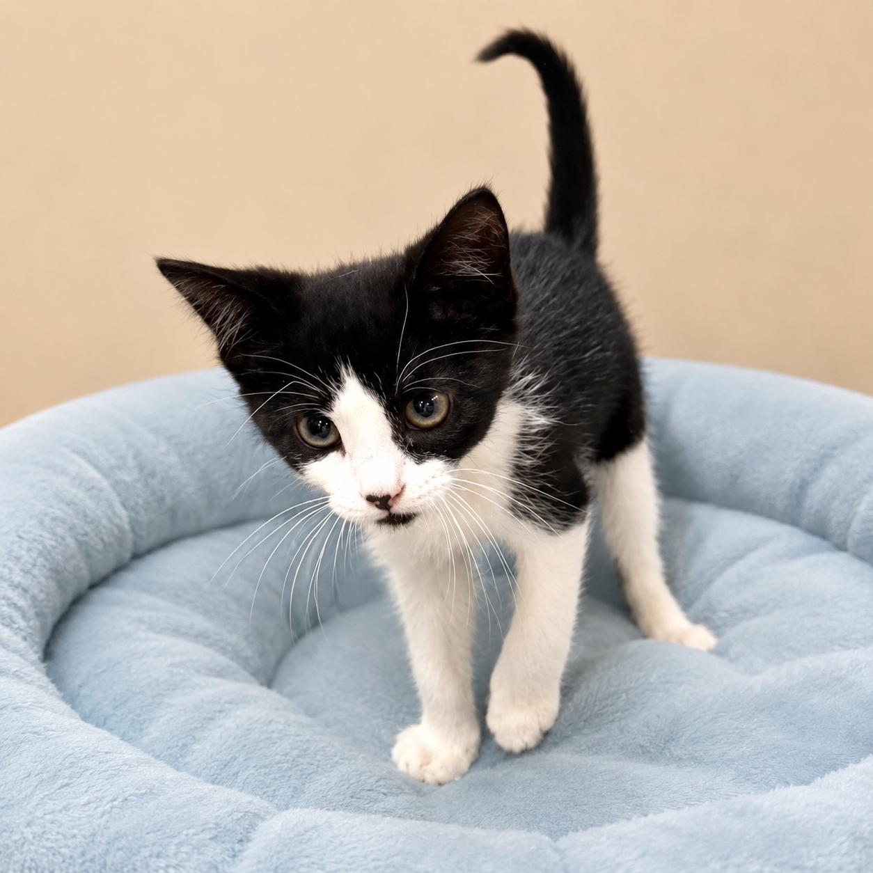 Poncho, a ADOPTABLE Domestic Short Hair in Long Beach, WA image 5/6