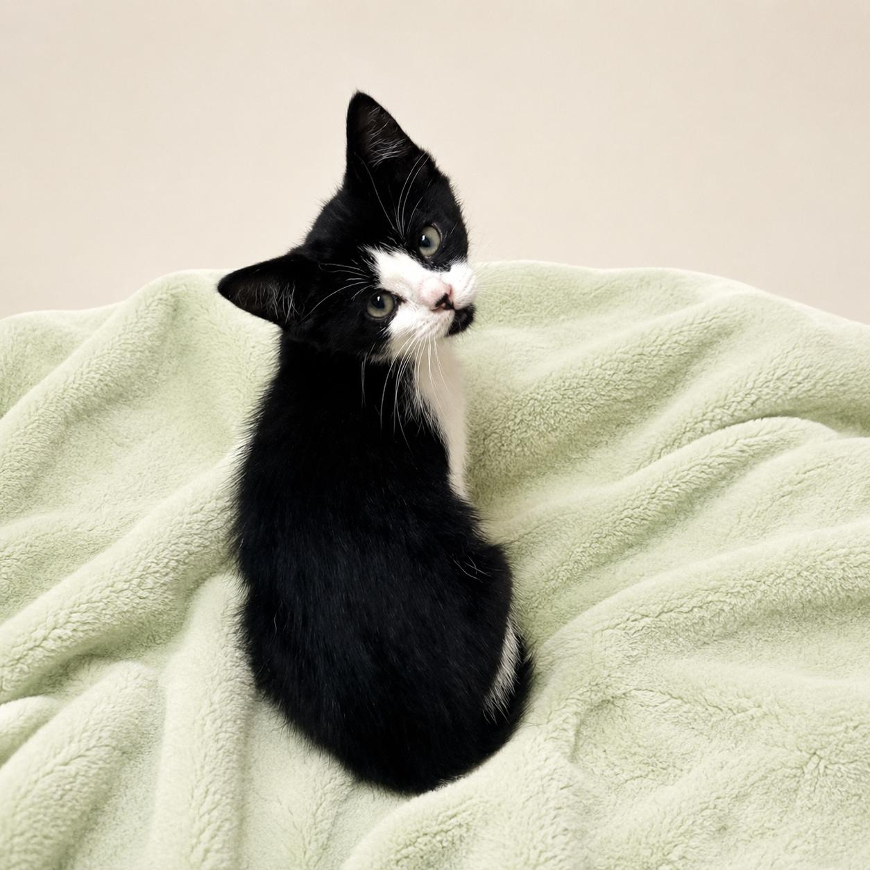 Poncho, ADOPTABLE, Kitten Male Domestic Short Hair.