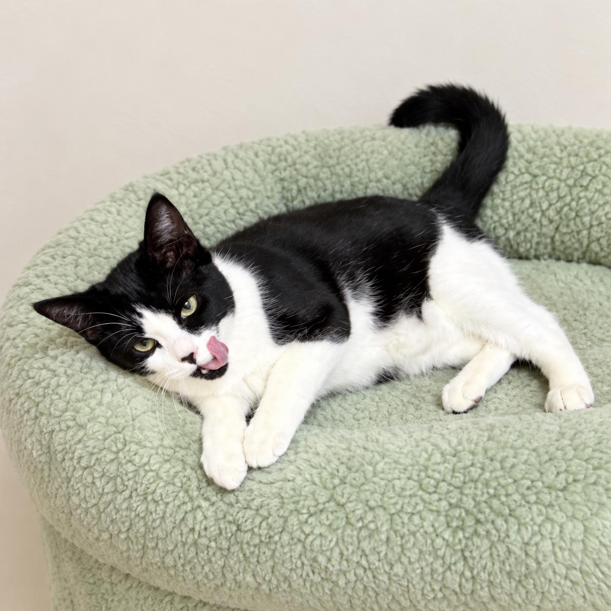 Enlarge Poncho, a Adoptable Domestic Short Hair in Long Beach, WA image 4/5