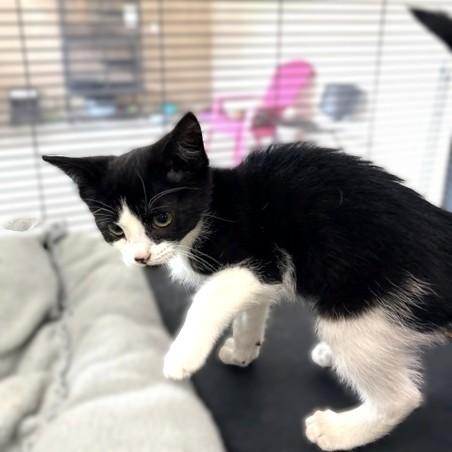 Poncho, a ADOPTABLE Domestic Short Hair in Long Beach, WA image 6/6