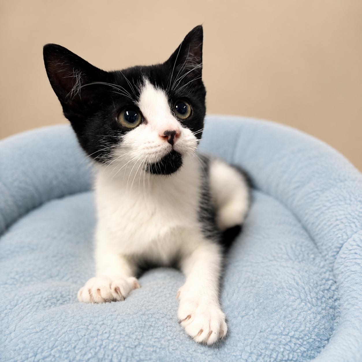Poncho, a ADOPTABLE Domestic Short Hair in Long Beach, WA image 3/6