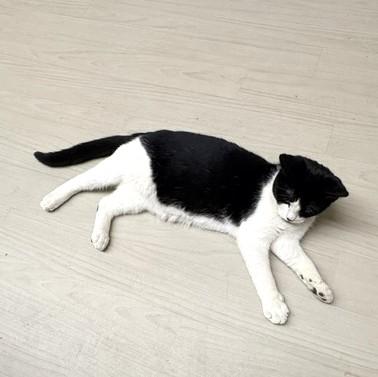 Enlarge Poncho, a Adoptable Domestic Short Hair in Long Beach, WA image 3/5