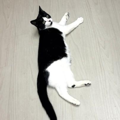 Enlarge Poncho, a Adoptable Domestic Short Hair in Long Beach, WA image 5/5
