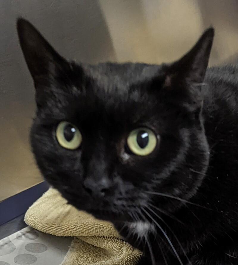 Shell-Lee, a Adoptable Domestic Short Hair in Colmar, PA image 1/6