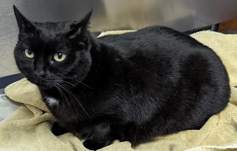 Shell-Lee, a Adoptable Domestic Short Hair in Colmar, PA image 2/6