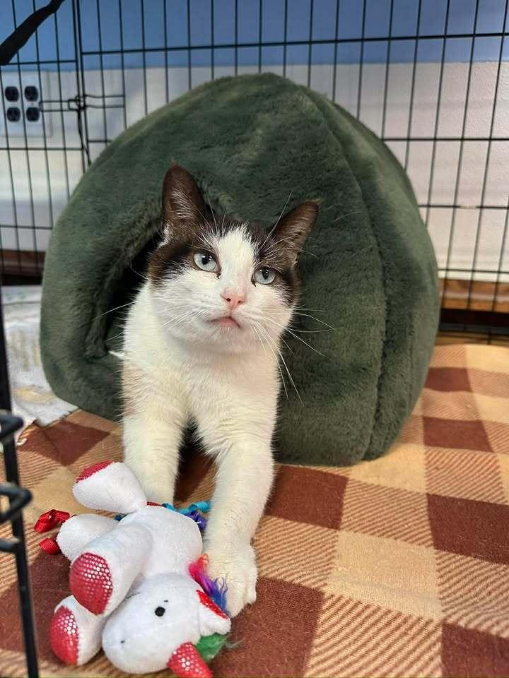 Mazie, Adoptable, Adult Female Domestic Short Hair.