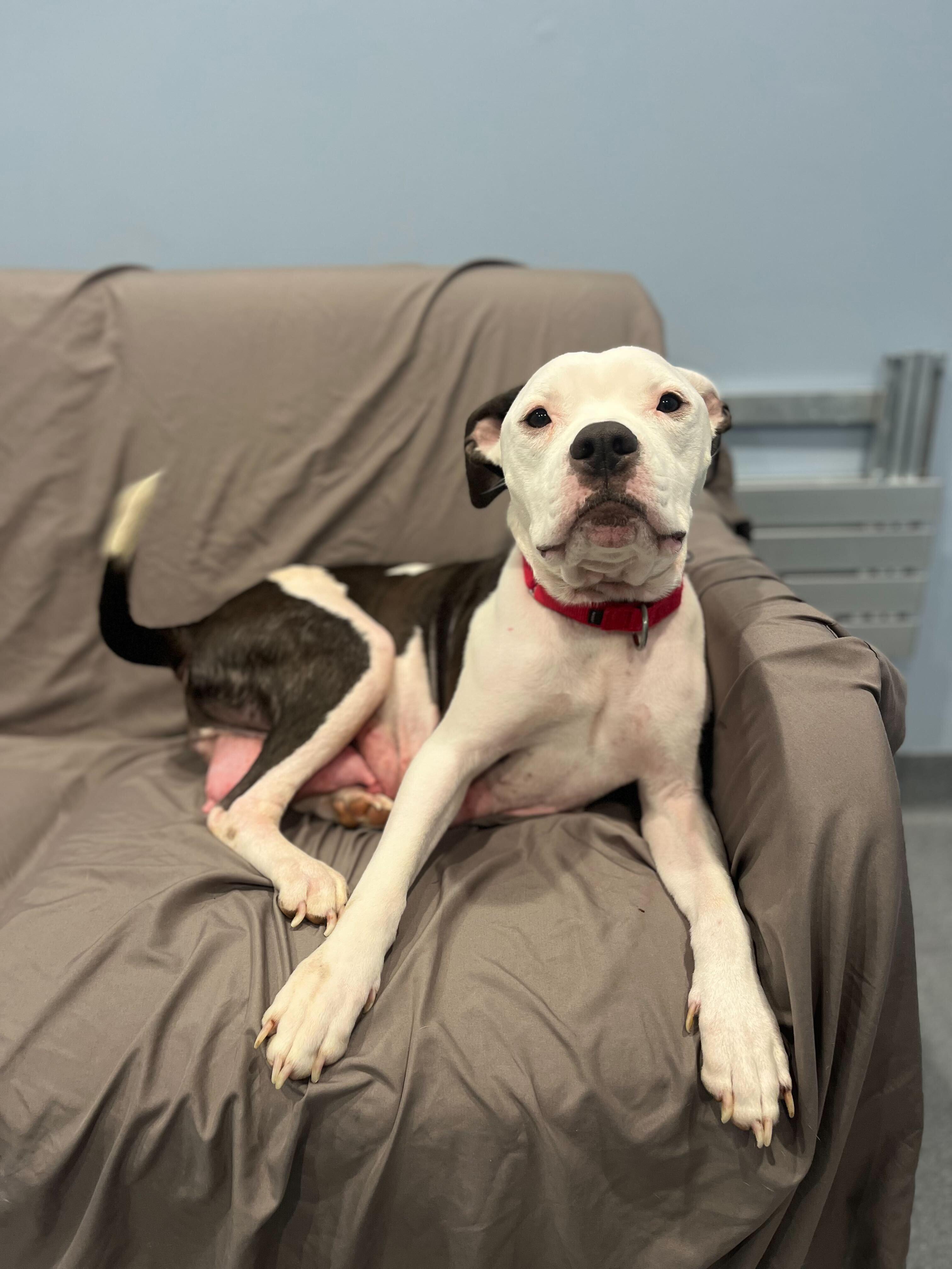 Enlarge Bubbles, an adopted Mixed Breed in Canal Winchester, OH image 5/5