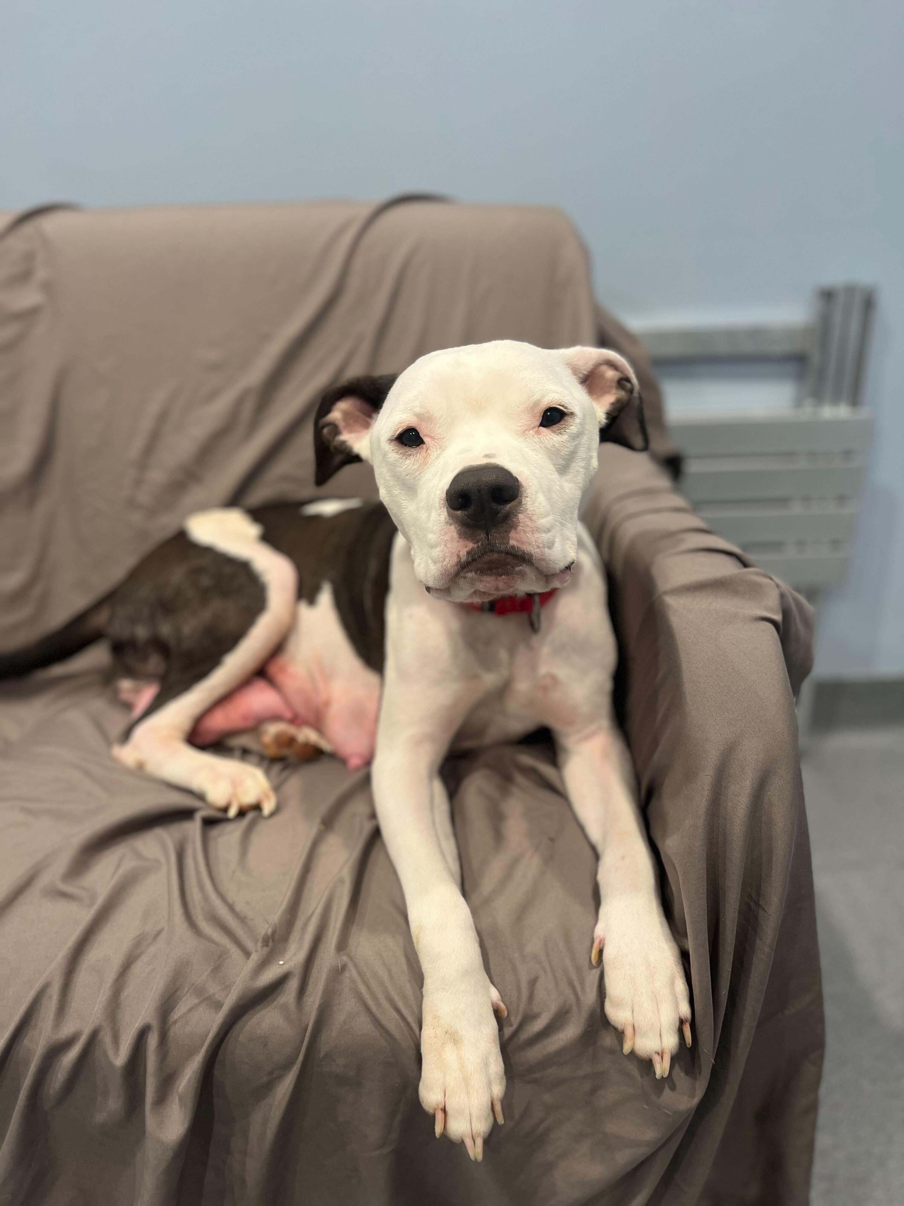 Enlarge Bubbles, an adopted Mixed Breed in Canal Winchester, OH image 2/5