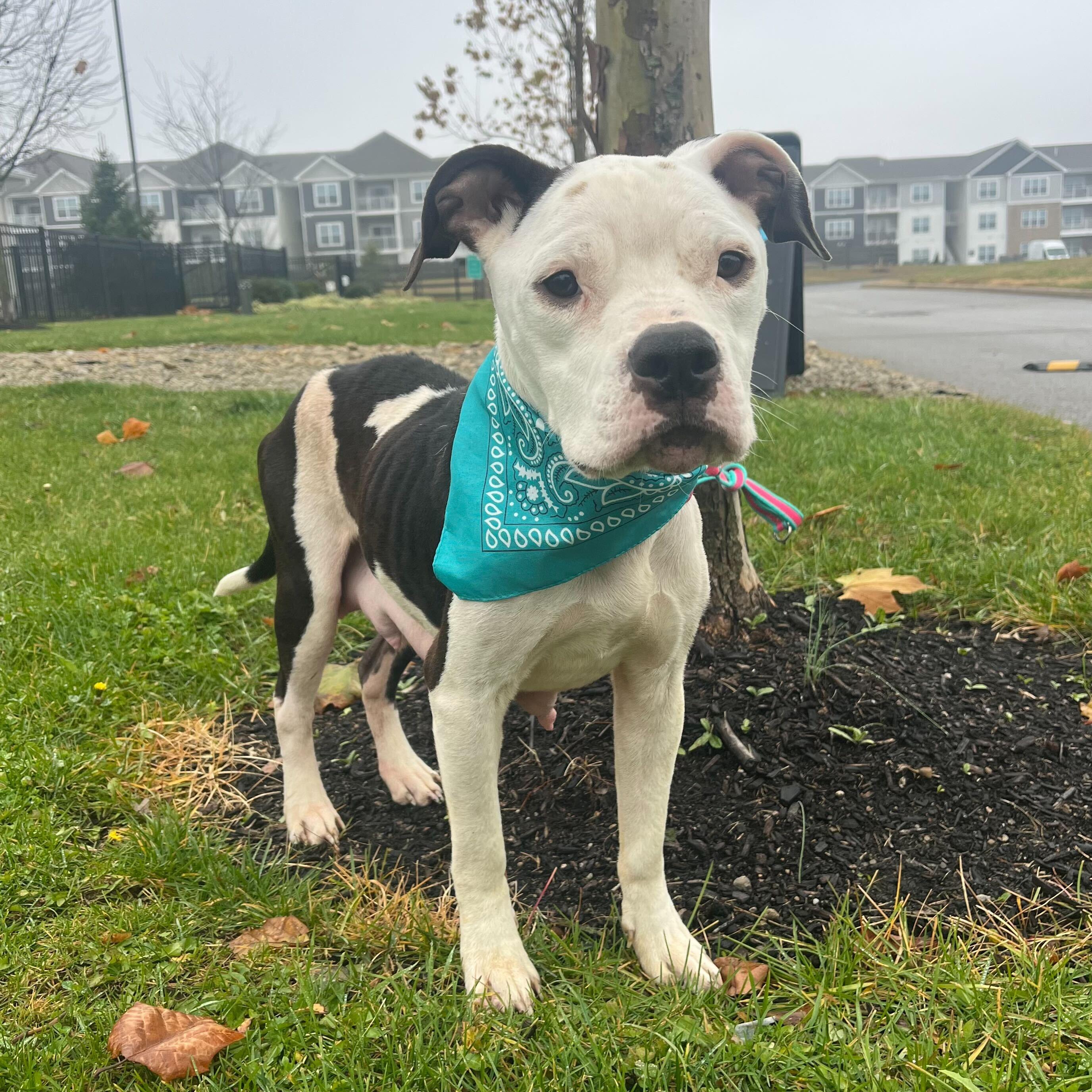 Enlarge Bubbles, an adopted Mixed Breed in Canal Winchester, OH image 1/5
