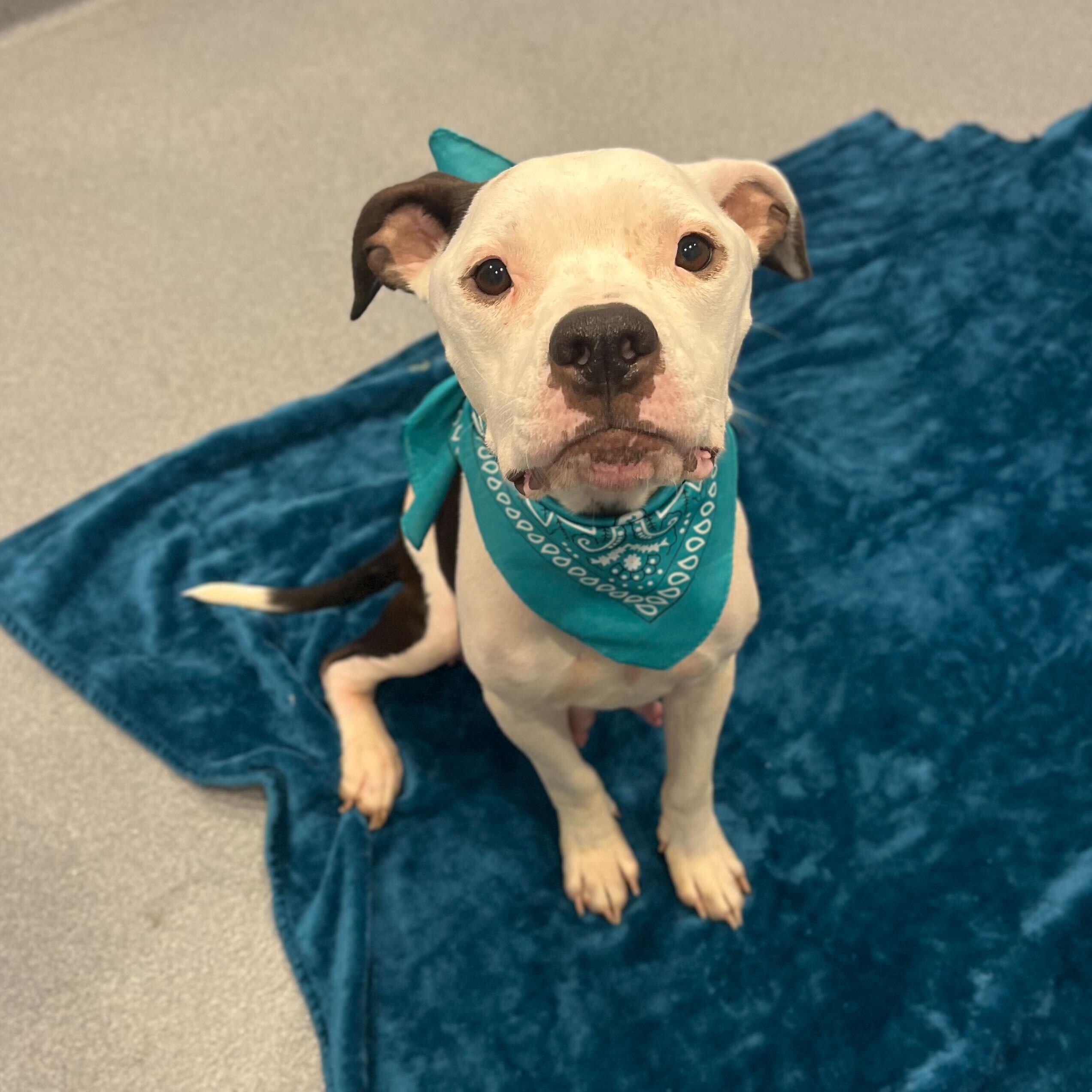 Enlarge Bubbles, an adopted Mixed Breed in Canal Winchester, OH image 3/5