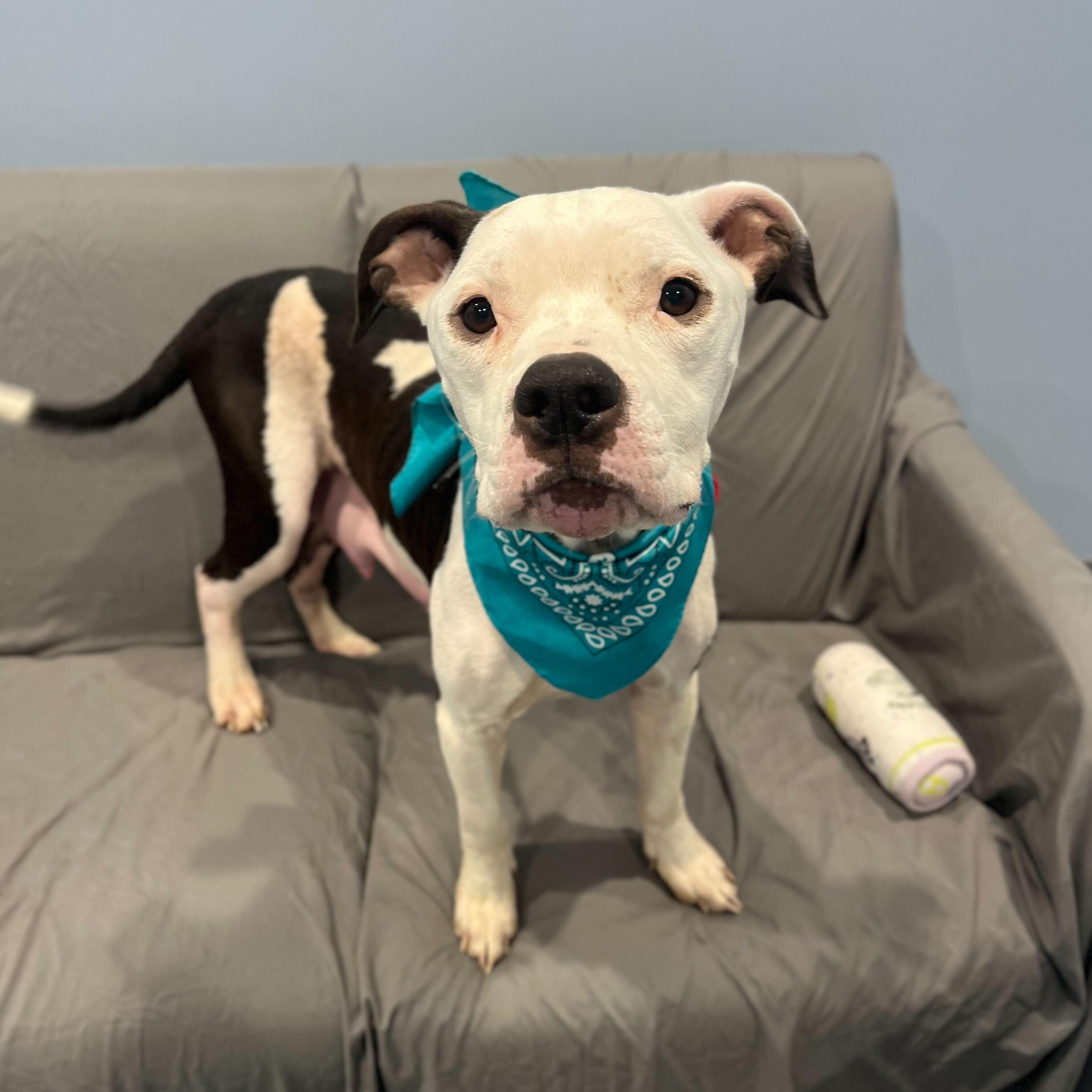 Enlarge Bubbles, an adopted Mixed Breed in Canal Winchester, OH image 4/5