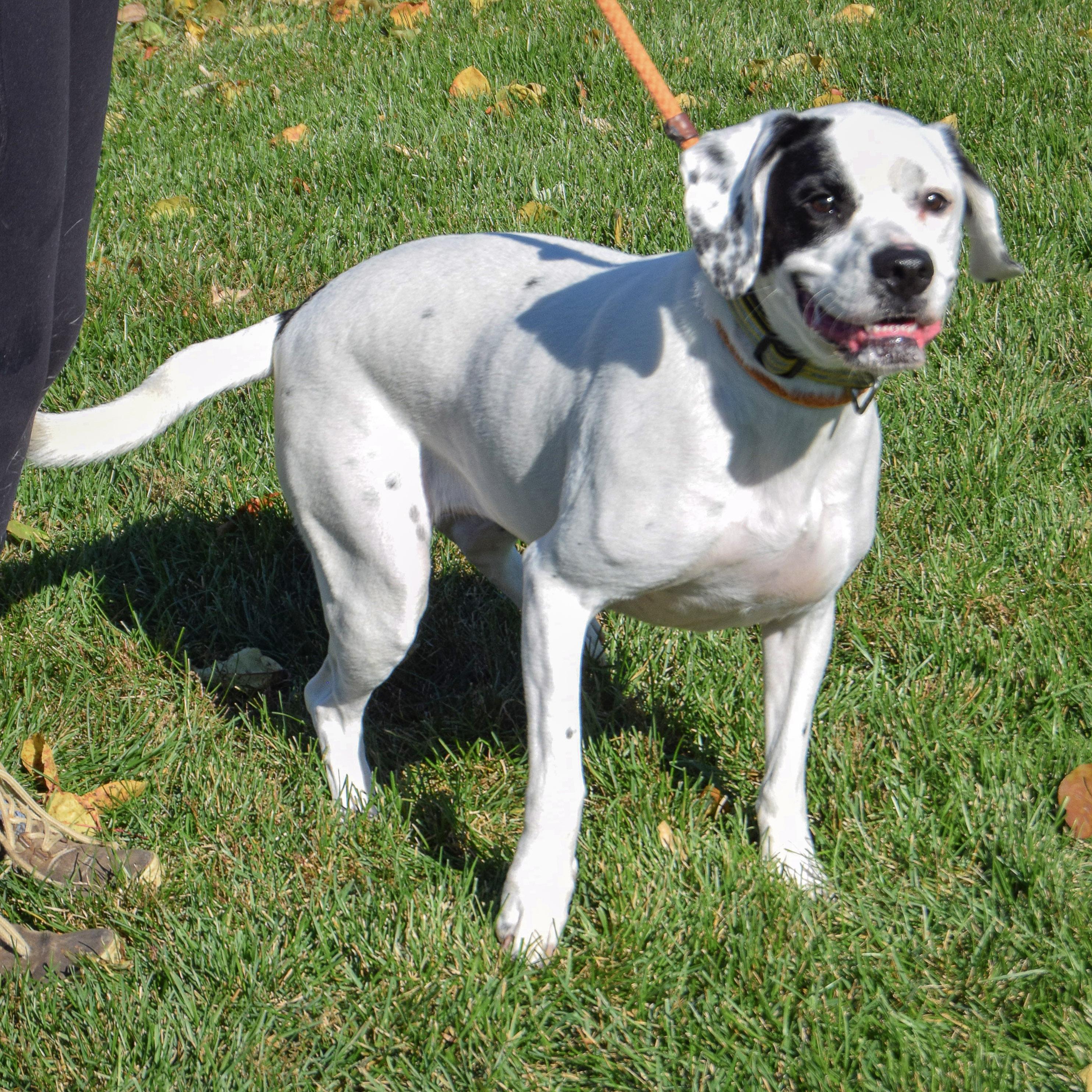 Mia, an adoptable Pointer, Boxer in Huntley, IL, 60142 | Photo Image 3