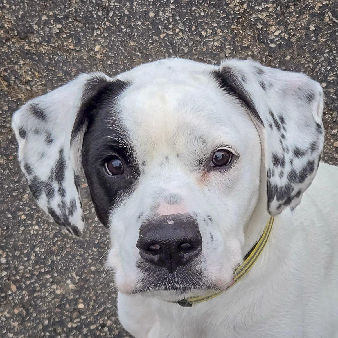 Mia, Adoptable, Young Female Pointer & Boxer.