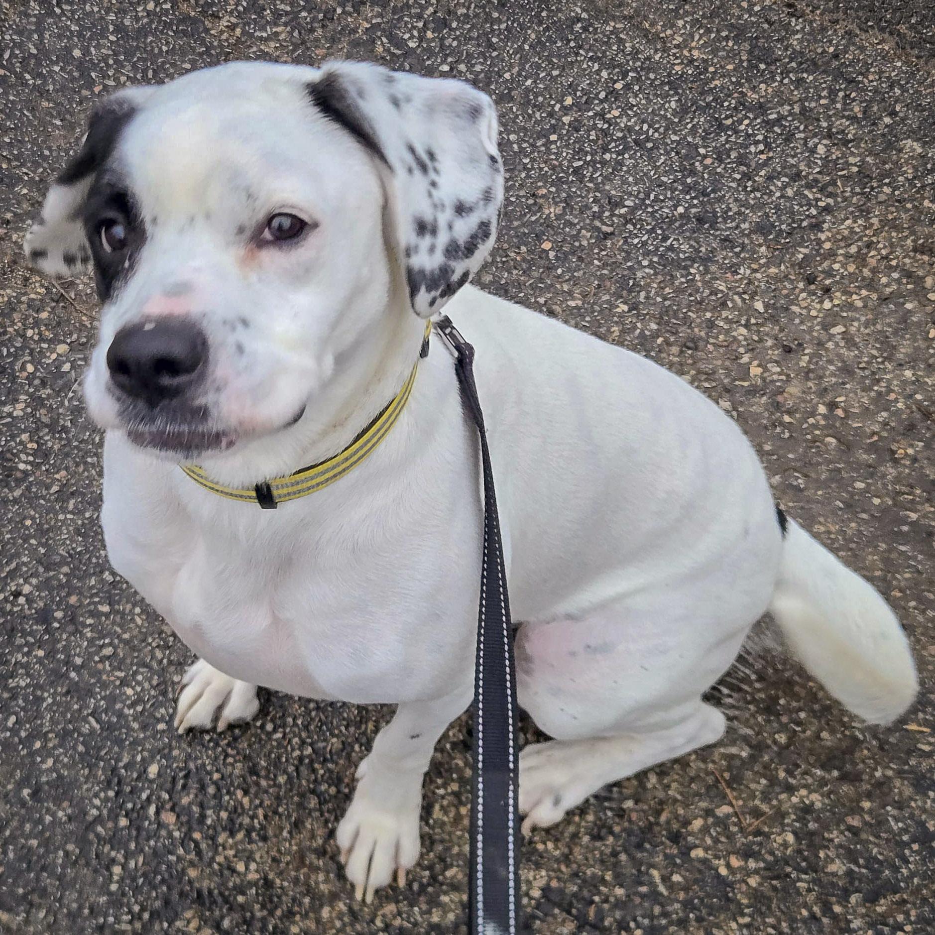 Mia, a Adoptable mixed breed in Huntley, IL image 2/6