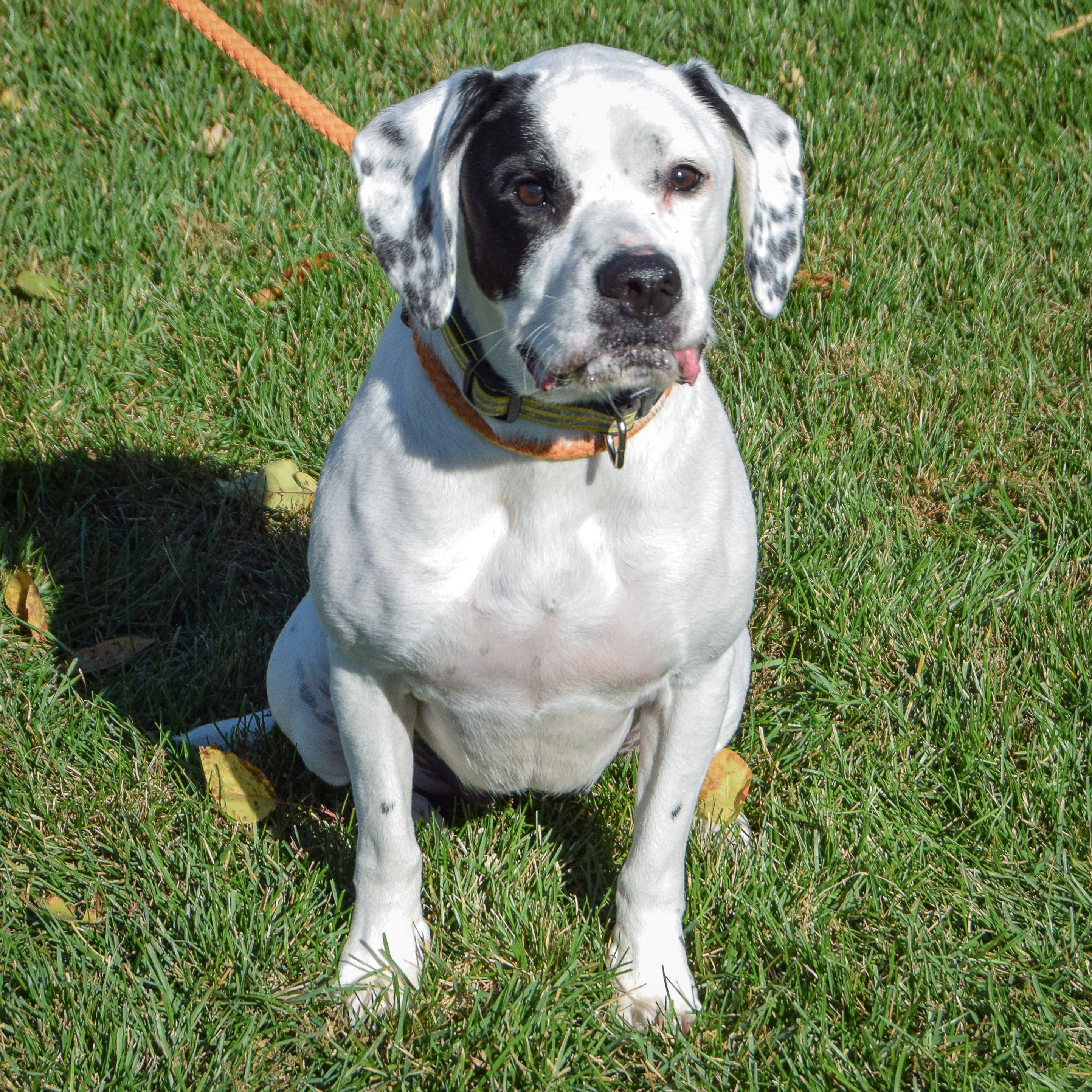 Mia, a Adoptable mixed breed in Huntley, IL image 4/6