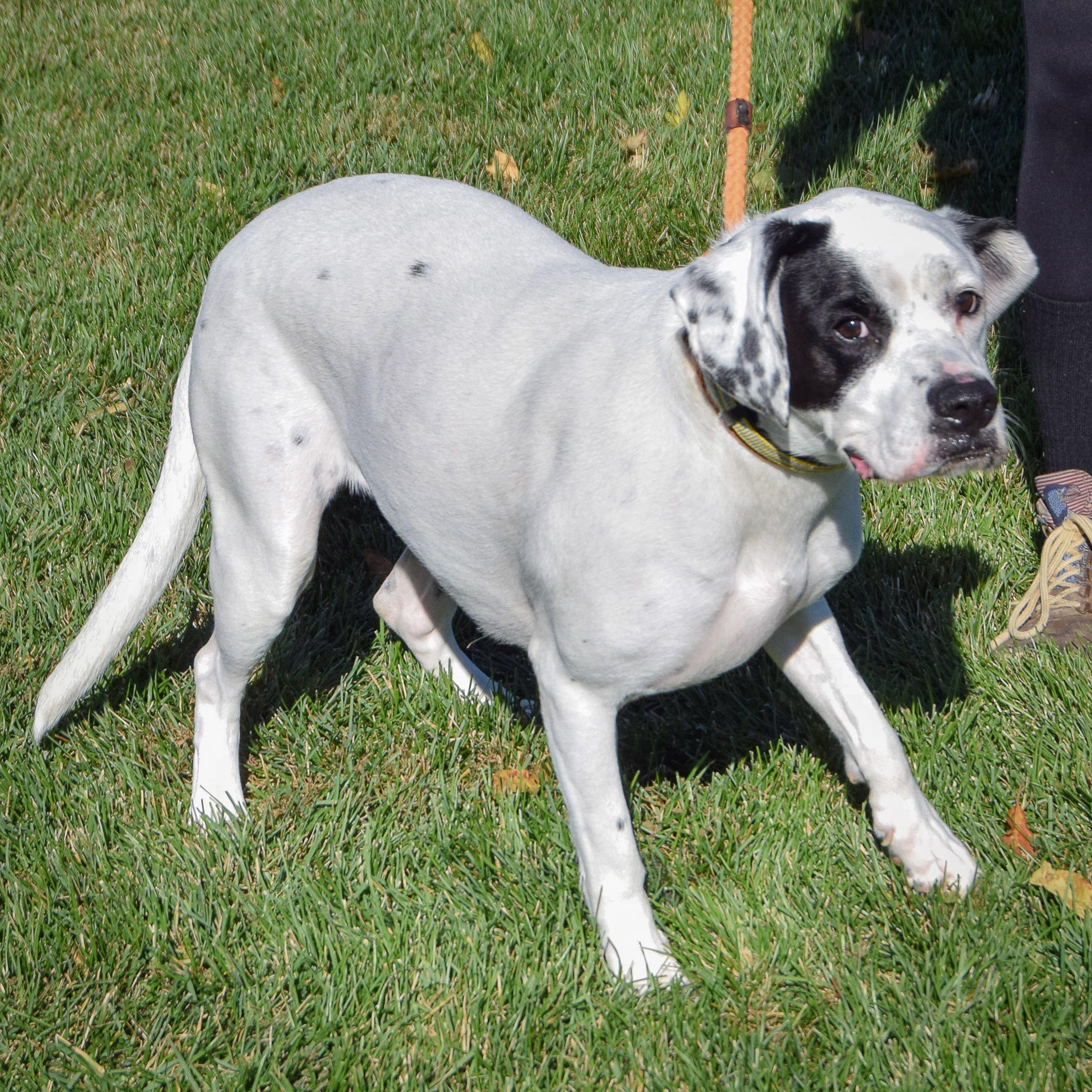 Mia, a Adoptable mixed breed in Huntley, IL image 6/6