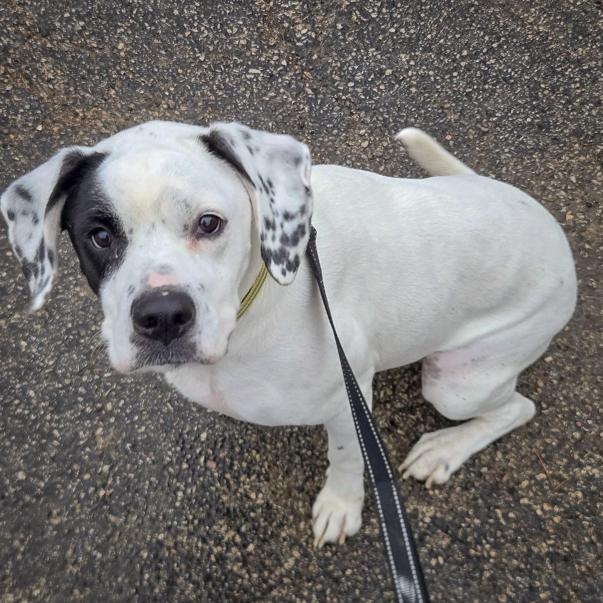 Mia, a Adoptable mixed breed in Huntley, IL image 3/6