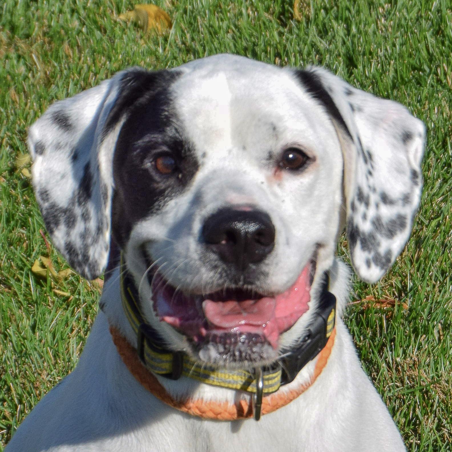 Mia, an adoptable Pointer, Boxer in Huntley, IL, 60142 | Photo Image 1