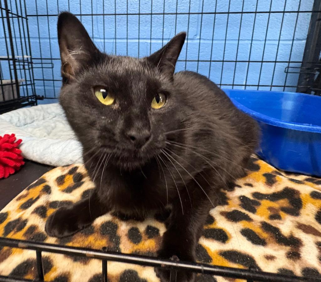 Momo, Adoptable, Young Female Domestic Short Hair.