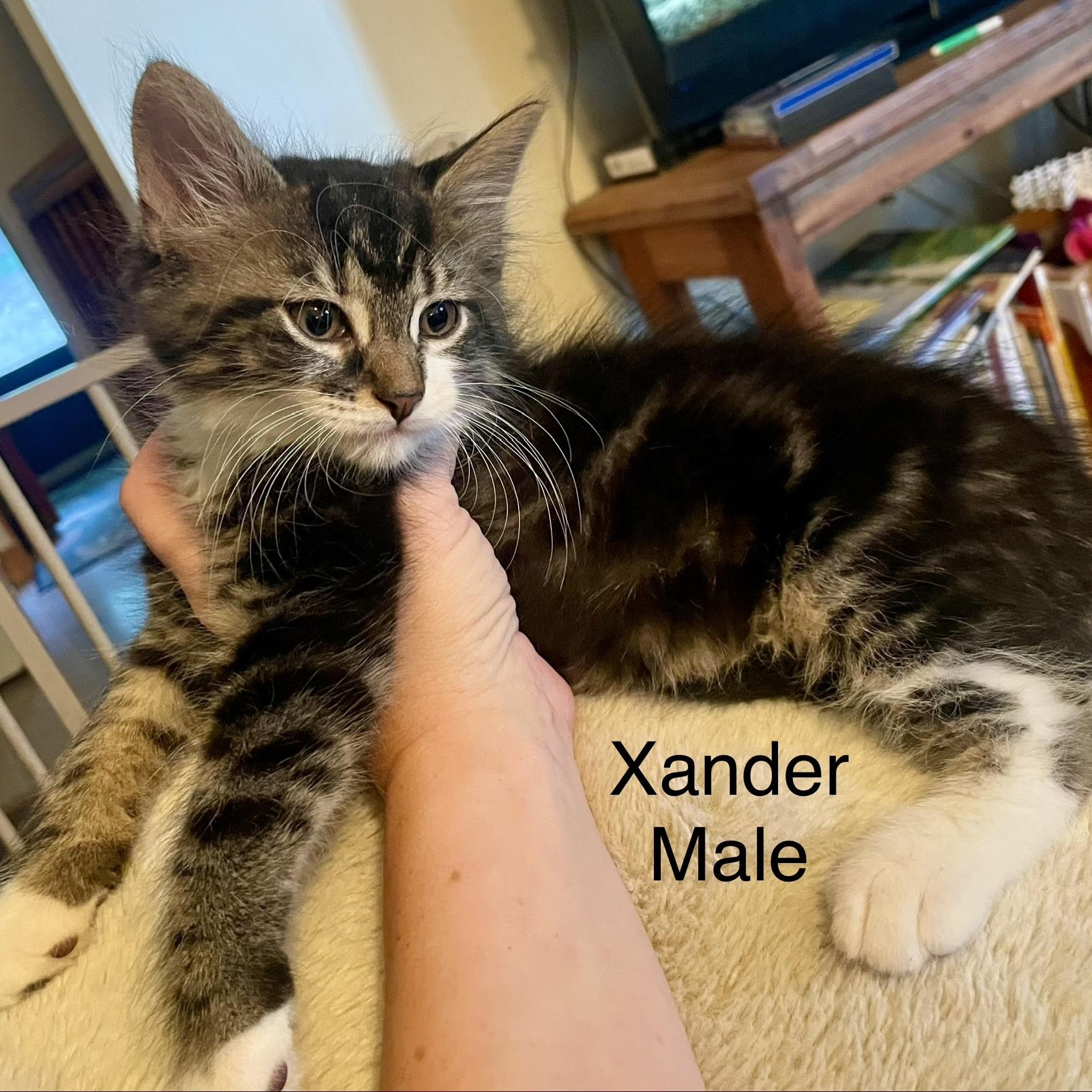 Xander, a ADOPTABLE mixed breed in High View, WV image 4/5