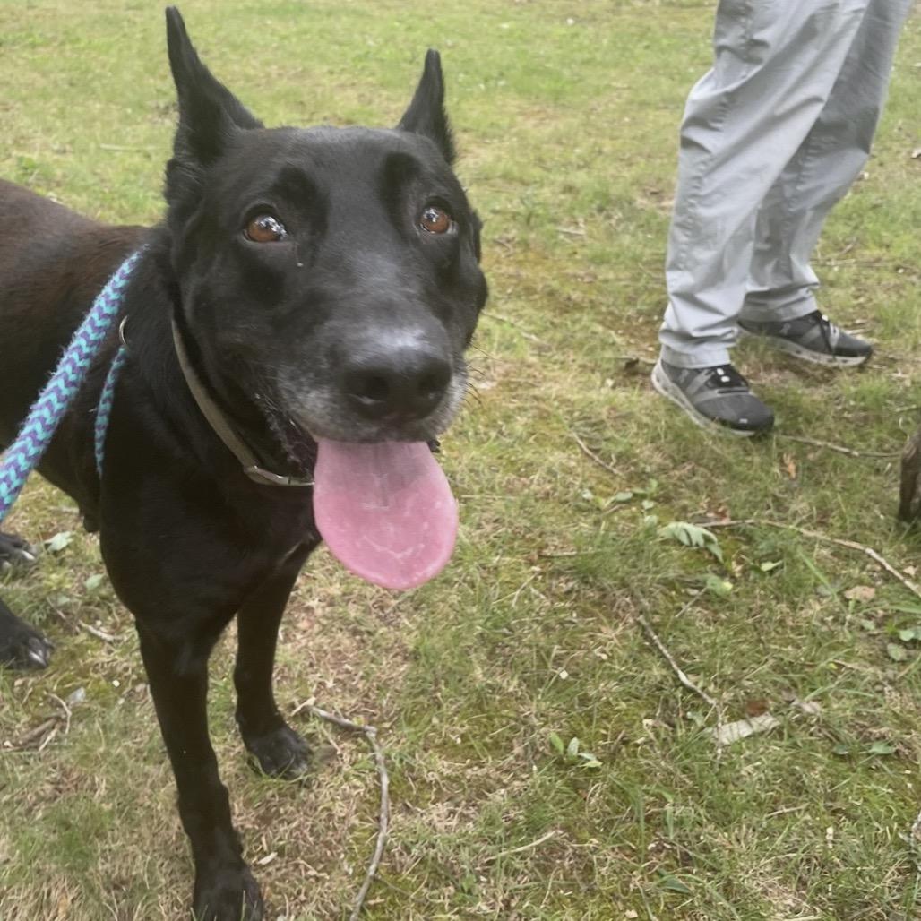 Sprinkles 26-0463, Adoptable, Adult Female Mixed Breed.