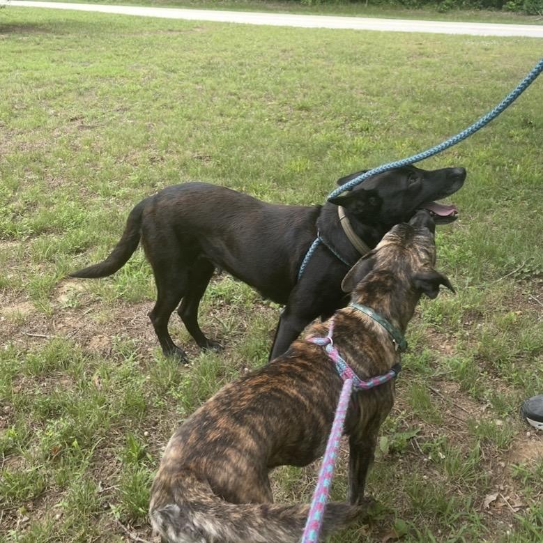 Enlarge Sprinkles 26-0463, a Adoptable Mixed Breed in Yanceyville, NC image 2/5