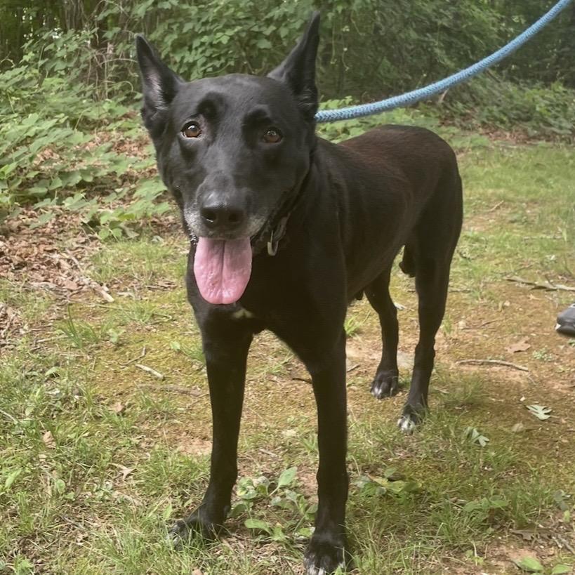 Enlarge Sprinkles 26-0463, a Adoptable Mixed Breed in Yanceyville, NC image 3/5