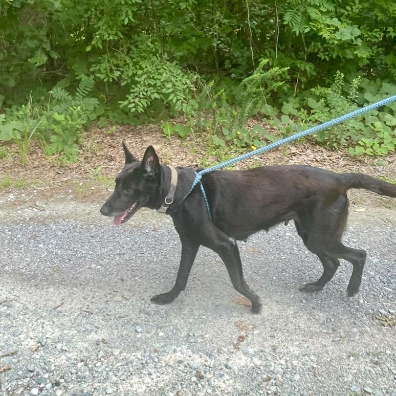 Enlarge Sprinkles 26-0463, a Adoptable Mixed Breed in Yanceyville, NC image 5/5