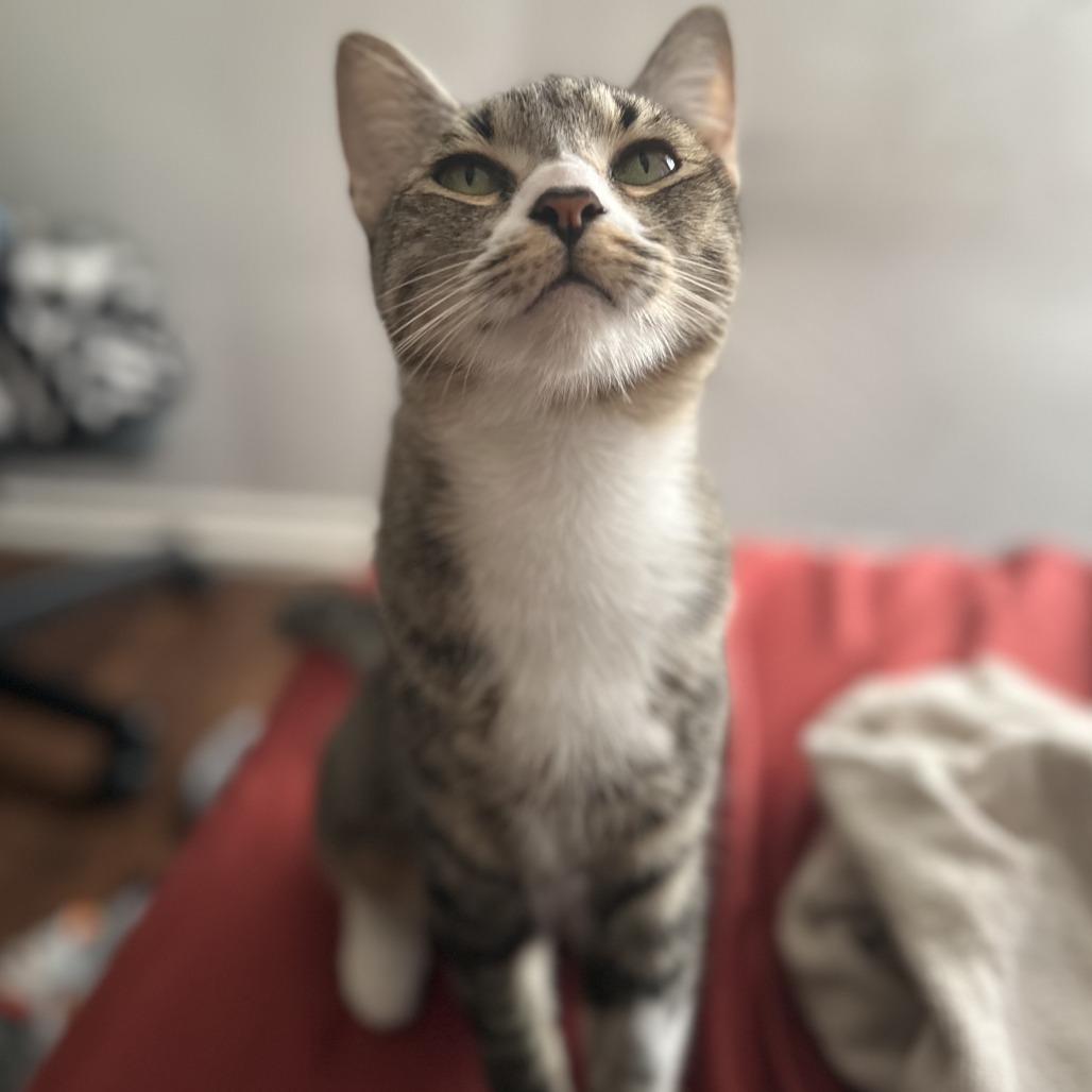 Cardamom — thumbnail 2