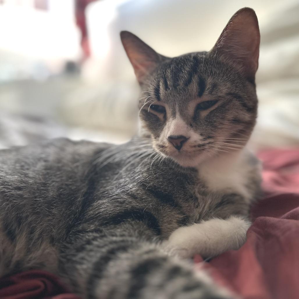 Cardamom — thumbnail 3