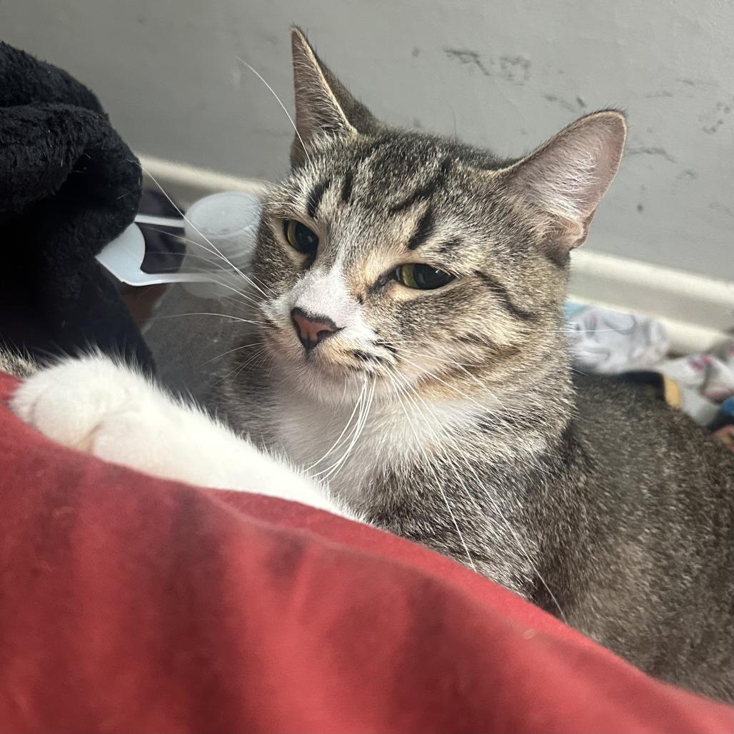 Cardamom — thumbnail 4